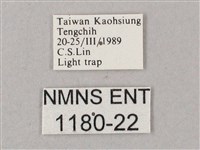 綠背斜紋天蛾藏品圖，第3張