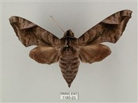 全緣缺角天蛾藏品圖，第1張