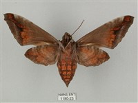 全緣缺角天蛾藏品圖，第2張