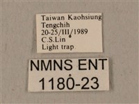 全緣缺角天蛾藏品圖，第3張