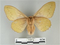 青枯葉蛾藏品圖，第2張