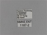 青枯葉蛾藏品圖，第3張