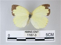 荷氏黃蝶藏品圖，第1張