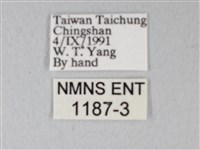 荷氏黃蝶藏品圖，第3張