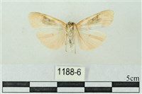 臺雪苔蛾藏品圖，第2張