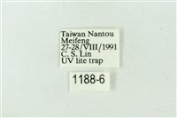 臺雪苔蛾藏品圖，第3張