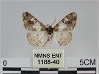 雙峰霜尺蛾藏品圖，第1張