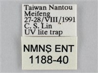 雙峰霜尺蛾藏品圖，第3張