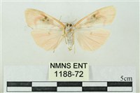 臺雪苔蛾藏品圖，第2張