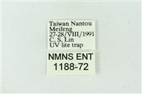 臺雪苔蛾藏品圖，第3張