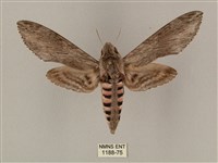 蝦殼天蛾藏品圖，第1張