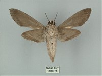 蝦殼天蛾藏品圖，第2張