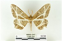 樹形尺蛾藏品圖，第1張