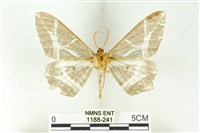 樹形尺蛾藏品圖，第2張