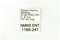 樹形尺蛾藏品圖，第3張