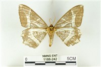 樹形尺蛾藏品圖，第2張