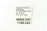 樹形尺蛾藏品圖，第3張