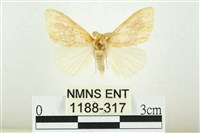 寬紋黃毒蛾藏品圖，第1張