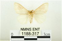 寬紋黃毒蛾藏品圖，第2張