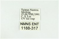 寬紋黃毒蛾藏品圖，第3張