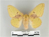 青枯葉蛾藏品圖，第1張