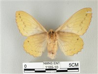 青枯葉蛾藏品圖，第2張