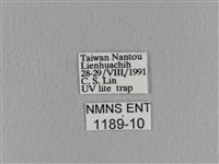 青枯葉蛾藏品圖，第3張