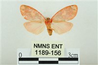 三色豔苔蛾藏品圖，第2張