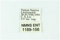 三色豔苔蛾藏品圖，第3張