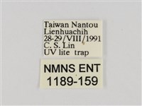 線紋篩蛾藏品圖，第3張