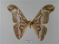 眉紋天蠶蛾藏品圖，第1張