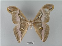 眉紋天蠶蛾藏品圖，第2張