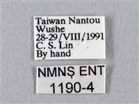 眉紋天蠶蛾藏品圖，第3張