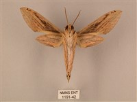 棕綠背線天蛾藏品圖，第2張