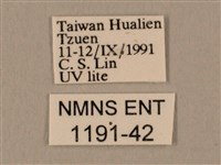 棕綠背線天蛾藏品圖，第3張