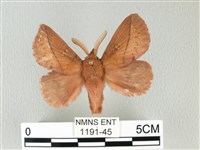 褐斜帶枯葉蛾藏品圖，第1張