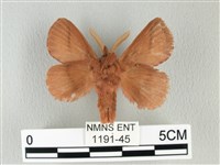 褐斜帶枯葉蛾藏品圖，第2張