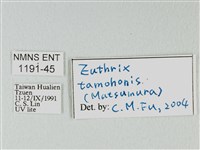 褐斜帶枯葉蛾藏品圖，第3張