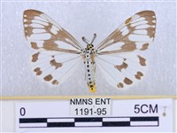 粉蝶燈蛾藏品圖，第1張