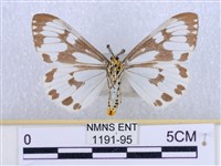 粉蝶燈蛾藏品圖，第2張