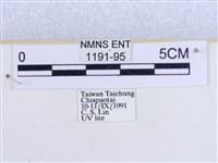 粉蝶燈蛾藏品圖，第3張