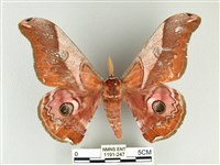 雙黑目天蠶蛾藏品圖，第1張