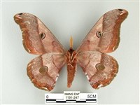 雙黑目天蠶蛾藏品圖，第2張