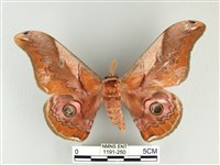 雙黑目天蠶蛾藏品圖，第1張