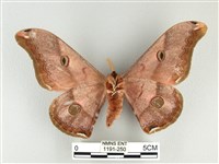 雙黑目天蠶蛾藏品圖，第2張