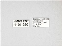 雙黑目天蠶蛾藏品圖，第3張