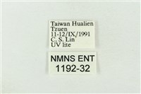 印華波紋蛾藏品圖，第3張