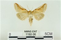 印華波紋蛾藏品圖，第1張