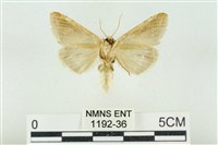 印華波紋蛾藏品圖，第2張