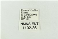 印華波紋蛾藏品圖，第3張